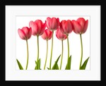 Growing Tulips by Assaf Frank